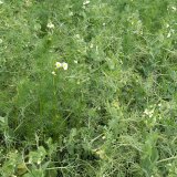 Možnosti o&scaron;etřen&iacute; hrachu proti plevelům