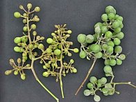 Plíseň révy (vlevo) a padlí révy na bobulích Plíseň révy (vlevo) a padlí révy na bobulích