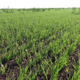 Efektivn&iacute; regulace v&yacute;drolu ozim&eacute; řepky