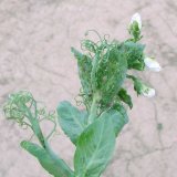 Problematika kyjatky hrachov&eacute; v&nbsp;porostech hrachu set&eacute;ho