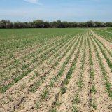 Kvalita osiva jarn&iacute;ho ječmene ve vztahu k&nbsp;v&yacute;nosov&yacute;m prvkům