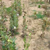 Vitalita osiva m&aacute;ku ovlivňuje produktivitu porostu