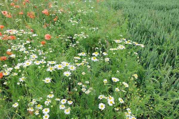Obr. 1: Pleveln&eacute; spektrum na pozemku v&nbsp;Praze (červen)
