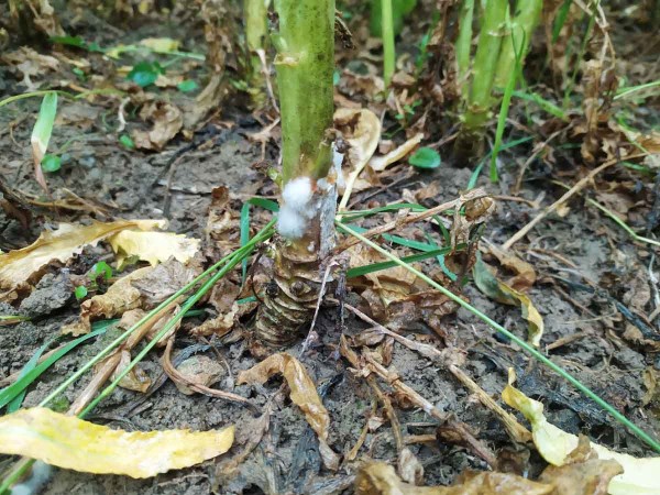 Sekund&aacute;rn&iacute; napaden&iacute; b&iacute;lou hnilobou (hl&iacute;zenkou) až na &uacute;rovni 100% rostlin