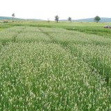 Hmyz&iacute; &scaron;kůdci lesknice kan&aacute;rsk&eacute; a&nbsp;ochrana proti nim