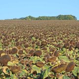 Praxe a&nbsp;genetick&aacute; v&yacute;bava slunečnic jdou na ruku