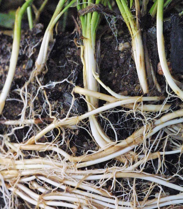 Prostorov&eacute; rozm&iacute;stěn&iacute; oddenků p&yacute;ru plaziv&eacute;ho