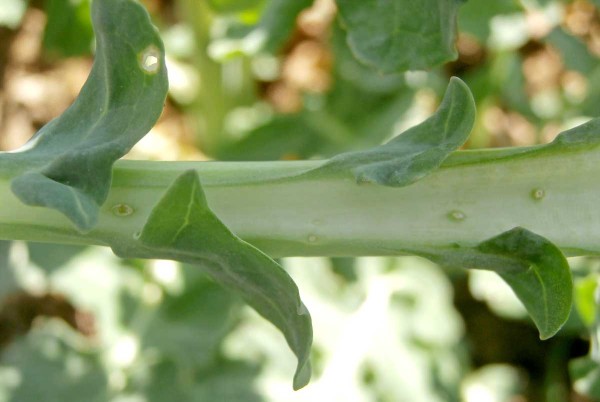 Vpichy s vajíčky od krytonosce řepkového Vpichy s vajíčky od krytonosce řepkového