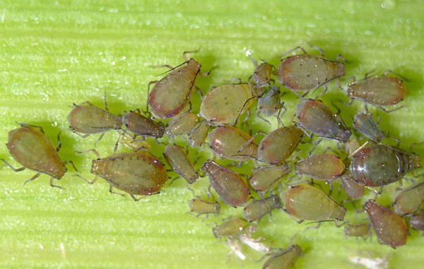 M&scaron;ice střemchov&aacute;