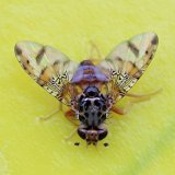 Invazn&iacute; vrtule ovocn&yacute;ch plodin v&nbsp;podm&iacute;nk&aacute;ch ČR