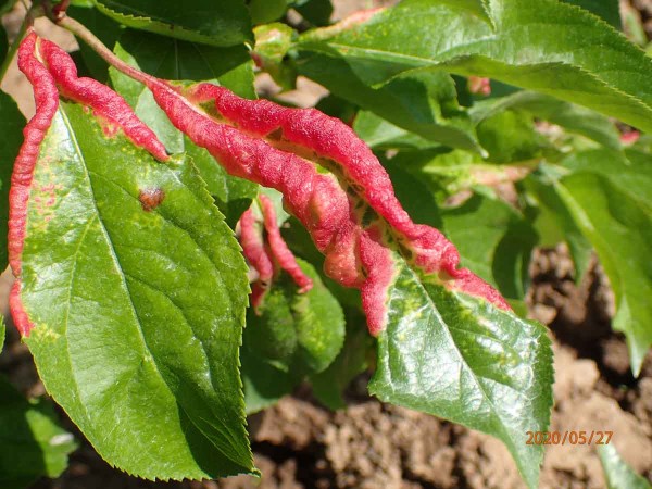 Červen&eacute; puch&yacute;řky na listech poukazuj&iacute; na př&iacute;tomnost m&scaron;ice jitrocelov&eacute;