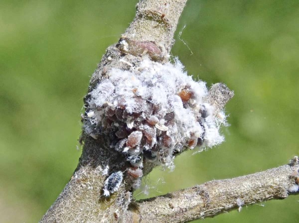 Vlnatka krvav&aacute; se zač&iacute;naj&iacute;c&iacute; parazitac&iacute;