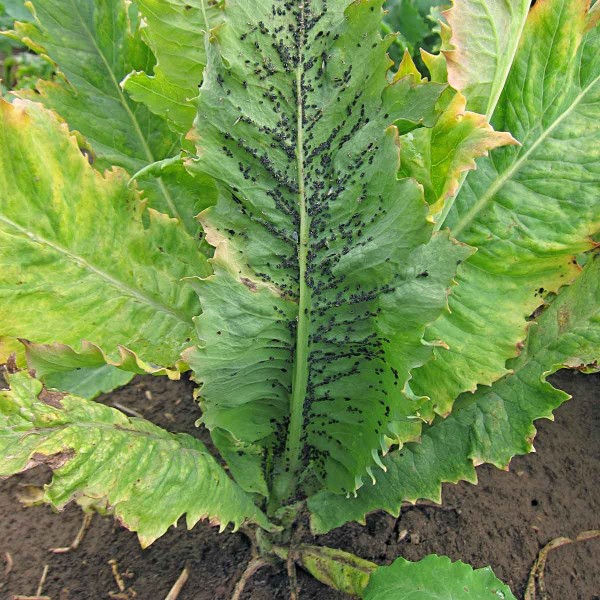 M&scaron;ice makov&aacute;