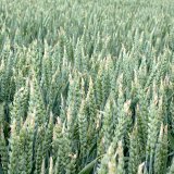 Po&scaron;kozen&iacute; poln&iacute;ch plodin v&nbsp;roce 2017