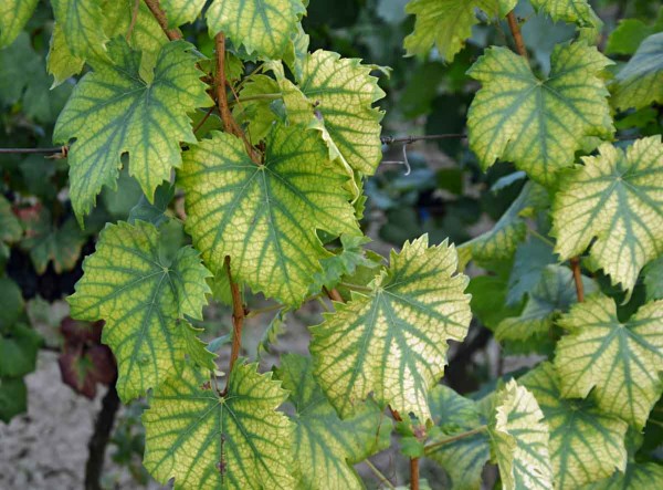 Mg-deficientn&iacute; mezižilkov&aacute; chlor&oacute;za listů r&eacute;vy