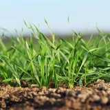 Čo ovplyvňuje v&yacute;živu ozimnej p&scaron;enice na jeseň