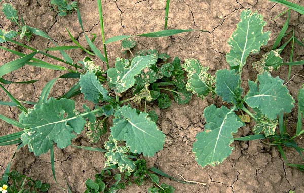 Řepka po&scaron;kozen&aacute; dřepč&iacute;ky