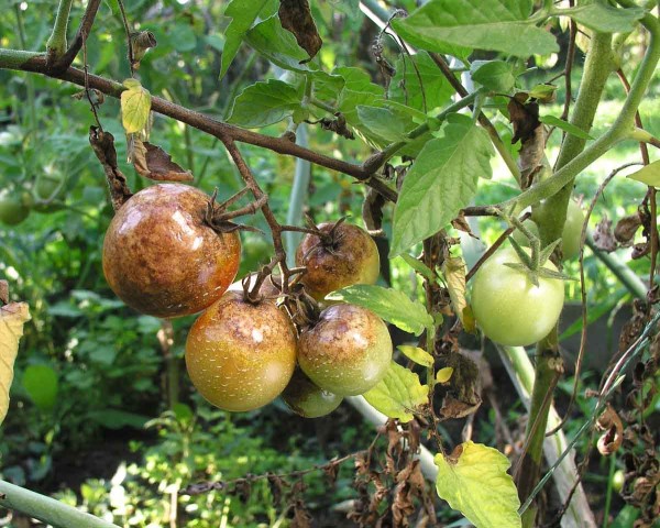Plíseň rajčat na plodech Plíseň rajčat na plodech