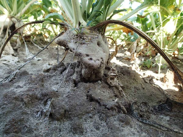 Obr. 5: Kořen cukrovky napadený Aphanomyces cochlioides v pozdější fázi vegetace Obr. 5: Kořen cukrovky napadený Aphanomyces cochlioides v pozdější fázi vegetace