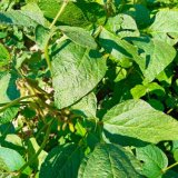 Fungicidn&iacute; ochrana a&nbsp;stimulace a&nbsp;s&oacute;ji v&nbsp;roce 2020