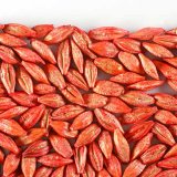 Zdrav&yacute; start rostlin zač&iacute;n&aacute; mořen&iacute;m aneb posledn&iacute; sezona s&nbsp;insekticidn&iacute;mi mořidly obilnin