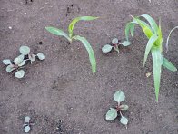 Obr. 4: Laskavec ohnut&yacute; vzch&aacute;z&iacute; obvykle až po vzejit&iacute; kukuřice