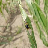 B&aacute;zlivec kukuřičn&yacute; na jižn&iacute; Moravě v&nbsp;roce 2017