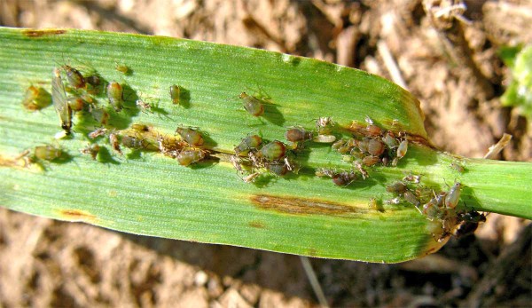 M&scaron;ice kyjatka osenn&iacute;