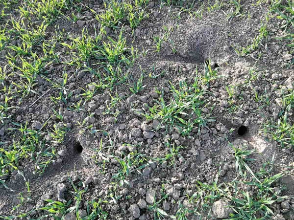 Poškozený porost pšenice hrabošem na podzim Poškozený porost pšenice hrabošem na podzim