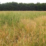 Regulace plevelů v&nbsp;semenn&yacute;ch porostech trav (2): Obecn&aacute; doporučen&iacute; a&nbsp;ochrana ostatn&iacute;ch druhů