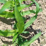 S hybridy KWS proti deficitu mikroprvků při pěstov&aacute;n&iacute; kukuřice