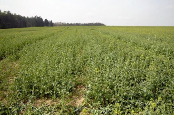 Porost řepky ve variantě s&nbsp;podr&yacute;v&aacute;n&iacute;m, rok 2019 (f&aacute;ze butonizace)