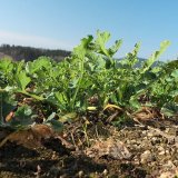 Tilmor - pro jaro bez chorob