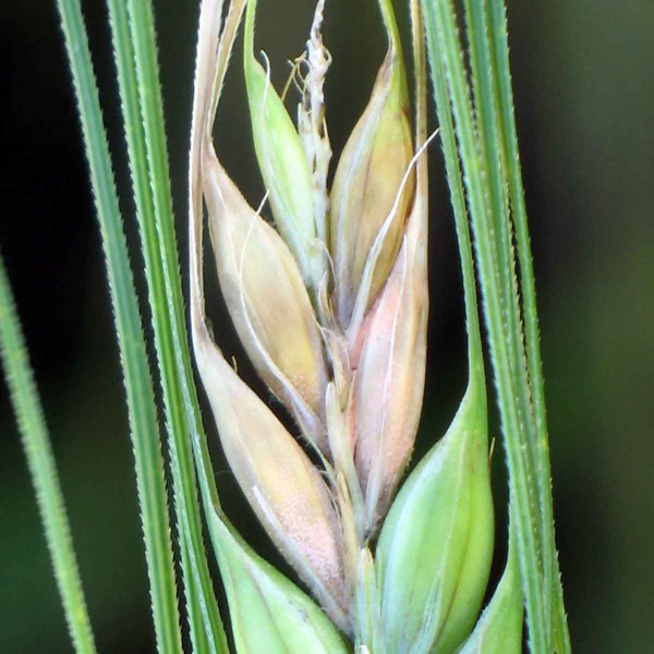 Klasická fuzarióza klasu jačmeňa Klasická fuzarióza klasu jačmeňa