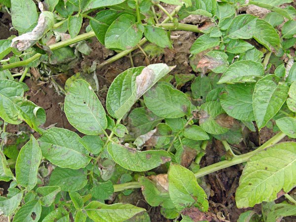 Epidemické šíření plísně ve špatně ošetřeném porostu Epidemické šíření plísně ve špatně ošetřeném porostu