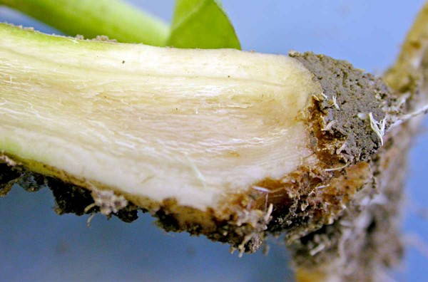 Uhnil&eacute; kořeny po napaden&iacute; Rhizoctonia solani