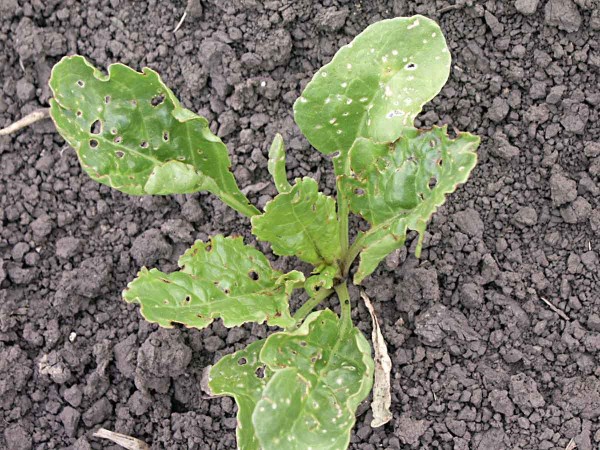 Obr. 1: Listy cukrovky po&scaron;kozen&eacute; siln&yacute;m ž&iacute;rem dřepč&iacute;ků Chaetocnema sp.