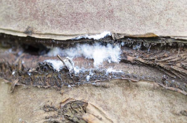 S oteplen&iacute;m se zač&iacute;naj&iacute; obnovovat kolonie vlnatky krvav&eacute; přezimuj&iacute;c&iacute; na stromech