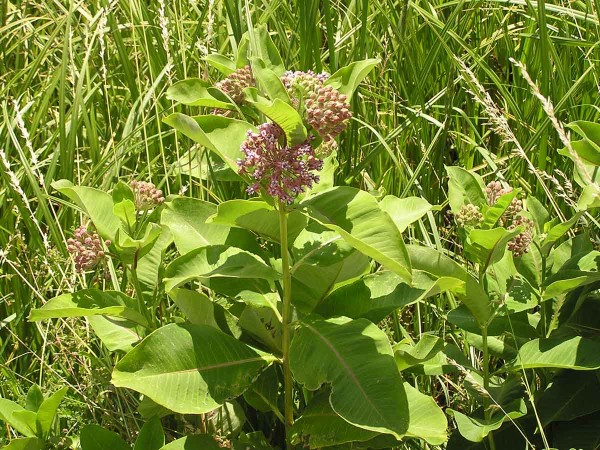 Kvitn&uacute;ca rastlina