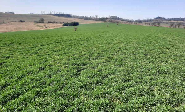 Obr. 3: Krmn&aacute; meziplodina žito trsnat&eacute; vyseto v&nbsp;ide&aacute;ln&iacute;m term&iacute;nu set&iacute; 10. 9. 2020 v&nbsp;podniku ZOD Mr&aacute;kov (stav 4. 3. 2021)