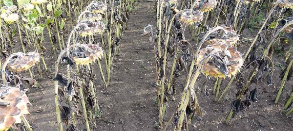 Možnosti desikace slunečnice po restrikci diquate Možnosti desikace slunečnice po restrikci diquate