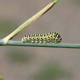 Choroby a&nbsp;&scaron;kůdci kopru