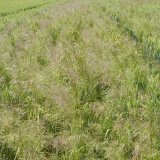 Ře&scaron;en&iacute; rezistentn&iacute;ch populac&iacute; chundelky metlice na podzim