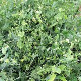 Alternativn&iacute; využit&iacute; luskovin (1) - důvody a&nbsp;c&iacute;le