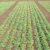 Celest Trio Formula M - s&aacute;zka na jistotu