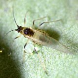 M&scaron;ice na ozim&eacute; řepce