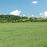 Adamův &scaron;t&iacute;t - Elegantn&iacute; ochrana zdrav&iacute; poln&iacute;ch plodin