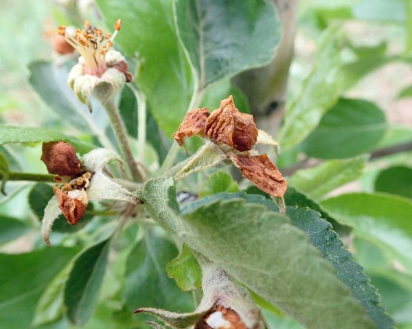 V některých sadech se začíná více objevovat květopas jabloňový - poškozené květy V některých sadech se začíná více objevovat květopas jabloňový - poškozené květy