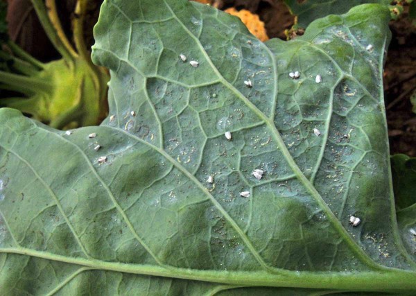 Molice vla&scaron;tovičn&iacute;kov&aacute;