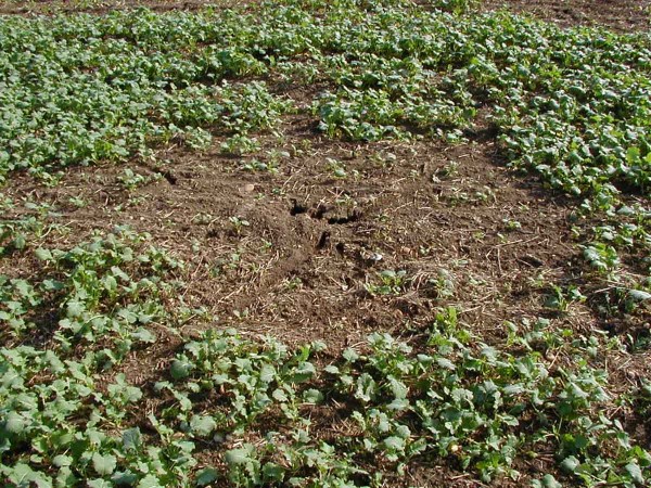 Dynamika dominance hrabo&scaron;e poln&iacute;ho v&nbsp;řepce v&nbsp;z&aacute;vislosti na jej&iacute; fenologii